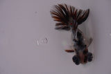 Butterfly  Calico 3.5 Inch (ID#1217B8b-48) Free2Day SHIPPING