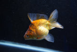 Ryukin  Calico 3.5 Inch (ID#1001Ry7a-3) Free2Day SHIPPING