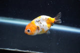 Baby Ranchu  Calico 2.5 Inch (ID#404R9c-18) Free2Day SHIPPING