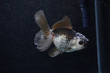 Juvenile Thai Oranda  Panda 3.5 Inch (ID#1129To13b-92) Free2Day SHIPPING