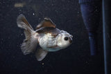 Juvenile Thai Oranda  Panda 3.5 Inch (ID#1129To13b-92) Free2Day SHIPPING