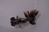 Butterfly  Calico 3.5 Inch (ID#1217B8b-48) Free2Day SHIPPING