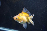 Ryukin  Calico 3.5 Inch (ID#1001Ry7a-3) Free2Day SHIPPING