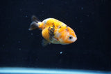 Baby Ranchu  Calico 2.5 Inch (ID#404R9c-18) Free2Day SHIPPING