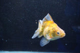 Ryukin  Calico 3.5 Inch (ID#1001Ry7a-3) Free2Day SHIPPING