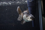 Juvenile Thai Oranda  Panda 3.5 Inch (ID#1129To13b-92) Free2Day SHIPPING