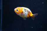 Baby Ranchu  Calico 2.5 Inch (ID#404R9c-18) Free2Day SHIPPING