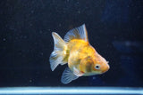 Ryukin  Calico 3.5 Inch (ID#1001Ry7a-3) Free2Day SHIPPING