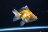 Ryukin  Calico 3.5 Inch (ID#1001Ry7a-3) Free2Day SHIPPING