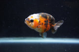 Baby Ranchu  Calico 2.5 Inch (ID#404R9c-19) Free2Day SHIPPING