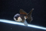 Juvenile Thai Oranda  Panda 3 Inch (ID#1129To13b-93) Free2Day SHIPPING