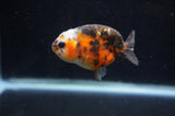 Baby Ranchu  Calico 2.5 Inch (ID#404R9c-19) Free2Day SHIPPING
