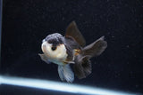 Juvenile Thai Oranda  Panda 3 Inch (ID#1129To13b-93) Free2Day SHIPPING