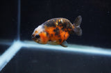 Baby Ranchu  Calico 2.5 Inch (ID#404R9c-19) Free2Day SHIPPING