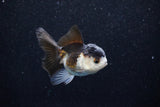 Juvenile Thai Oranda  Panda 3 Inch (ID#1129To13b-93) Free2Day SHIPPING