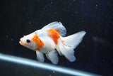 Ryukin  Calico 4 Inch (ID#1001Ry7a-4) Free2Day SHIPPING