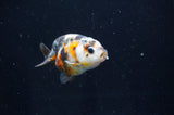 Baby Ranchu  Calico 2.5 Inch (ID#404R9c-19) Free2Day SHIPPING