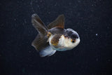 Juvenile Thai Oranda  Panda 3 Inch (ID#1129To13b-93) Free2Day SHIPPING