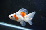 Ryukin  Calico 4 Inch (ID#1001Ry7a-4) Free2Day SHIPPING