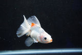 Ryukin  Calico 4 Inch (ID#1001Ry7a-4) Free2Day SHIPPING