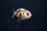 Baby Ranchu  Calico 2.5 Inch (ID#404R9c-19) Free2Day SHIPPING