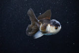 Juvenile Thai Oranda  Panda 3 Inch (ID#1129To13b-93) Free2Day SHIPPING