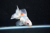 Ryukin  Calico 4 Inch (ID#1001Ry7a-4) Free2Day SHIPPING