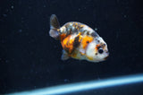 Baby Ranchu  Calico 2.5 Inch (ID#404R9c-19) Free2Day SHIPPING