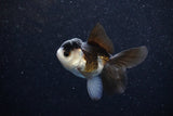 Juvenile Thai Oranda  Panda 3 Inch (ID#1129To13b-93) Free2Day SHIPPING