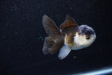 Juvenile Thai Oranda  Panda 3 Inch (ID#1129To13b-93) Free2Day SHIPPING