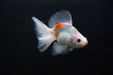 Ryukin  Calico 4 Inch (ID#1001Ry7a-4) Free2Day SHIPPING