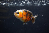 Baby Ranchu  Calico 2.5 Inch (ID#404R9c-19) Free2Day SHIPPING