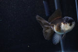 Juvenile Thai Oranda  Panda 3 Inch (ID#1129To13b-93) Free2Day SHIPPING