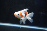 Ryukin  Calico 4 Inch (ID#1001Ry7a-4) Free2Day SHIPPING