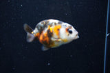 Baby Ranchu  Calico 2.5 Inch (ID#404R9c-19) Free2Day SHIPPING