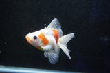 Ryukin  Calico 4 Inch (ID#1001Ry7a-4) Free2Day SHIPPING