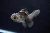 Juvenile Thai Oranda  Panda 4 Inch (ID#1203To12c-80) Free2Day SHIPPING