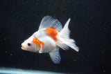 Ryukin  Calico 4 Inch (ID#1001Ry7a-4) Free2Day SHIPPING