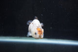 Baby Ranchu  Calico 2.5 Inch (ID#404R9c-20) Free2Day SHIPPING