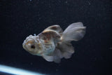 Juvenile Thai Oranda  Panda 4 Inch (ID#1203To12c-80) Free2Day SHIPPING