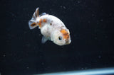 Baby Ranchu  Calico 2.5 Inch (ID#404R9c-20) Free2Day SHIPPING