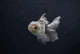 Juvenile Thai Oranda  Panda 4 Inch (ID#1203To12c-80) Free2Day SHIPPING