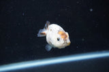 Baby Ranchu  Calico 2.5 Inch (ID#404R9c-20) Free2Day SHIPPING