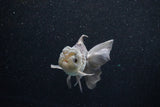 Juvenile Thai Oranda  Panda 4 Inch (ID#1203To12c-80) Free2Day SHIPPING