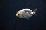 Baby Ranchu  Calico 2.5 Inch (ID#404R9c-20) Free2Day SHIPPING