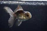 Juvenile Thai Oranda  Panda 4 Inch (ID#1203To12c-80) Free2Day SHIPPING