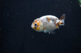 Baby Ranchu  Calico 2.5 Inch (ID#404R9c-20) Free2Day SHIPPING