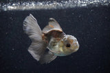 Juvenile Thai Oranda  Panda 4 Inch (ID#1203To12c-80) Free2Day SHIPPING