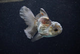 Juvenile Thai Oranda  Panda 4 Inch (ID#1203To12c-80) Free2Day SHIPPING