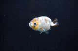 Baby Ranchu  Calico 2.5 Inch (ID#404R9c-20) Free2Day SHIPPING